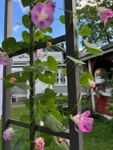 Hotelli Kaivo Naantali Dış mekan fotoğraf